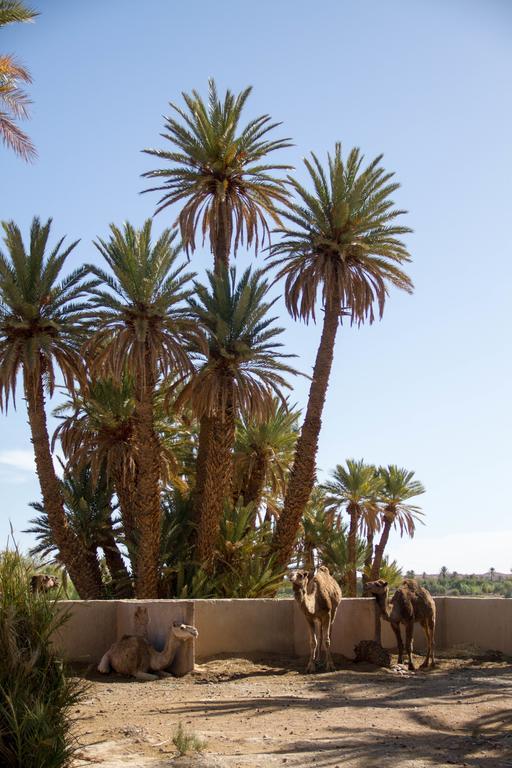 Skoura Lodge Luaran gambar